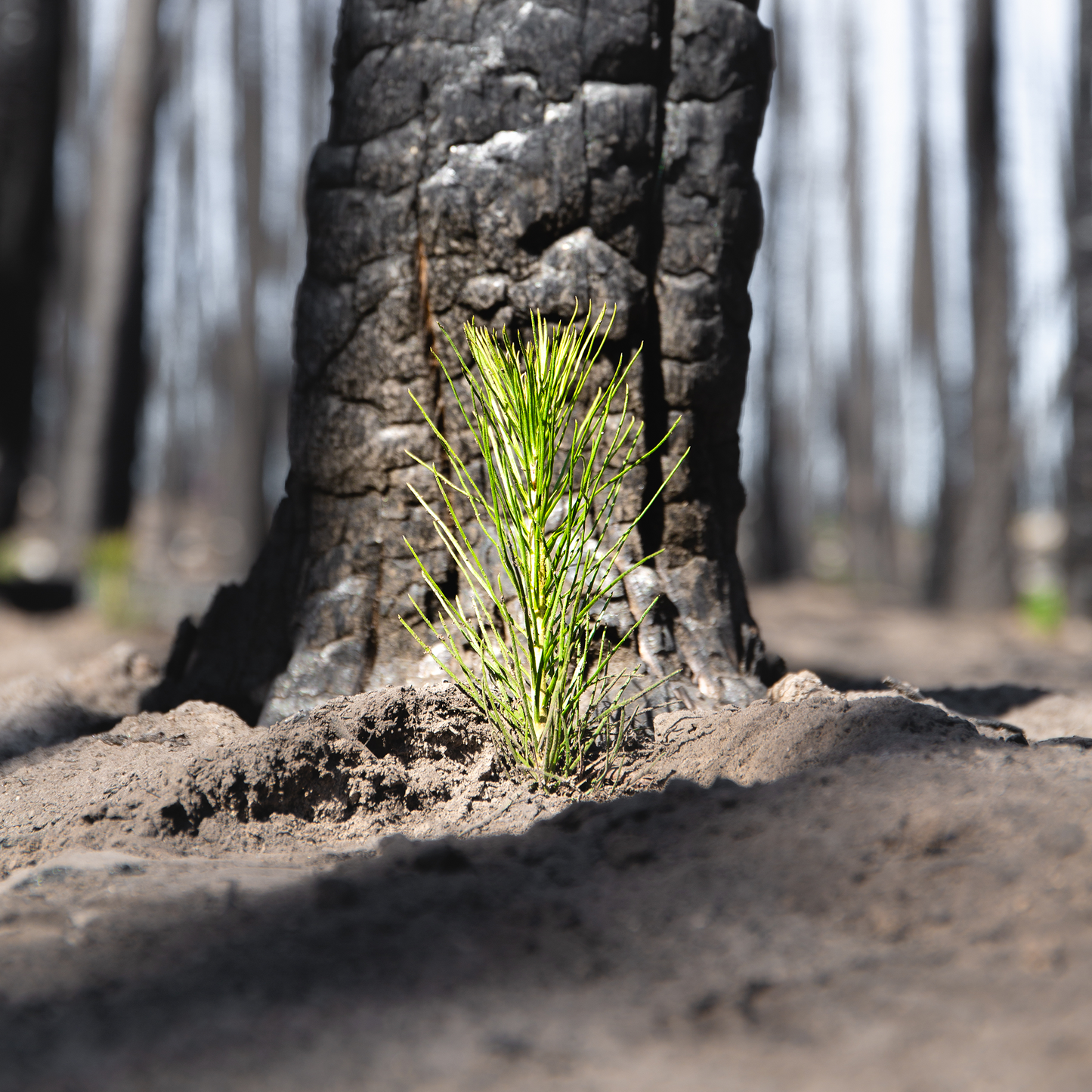 small tree sprouting