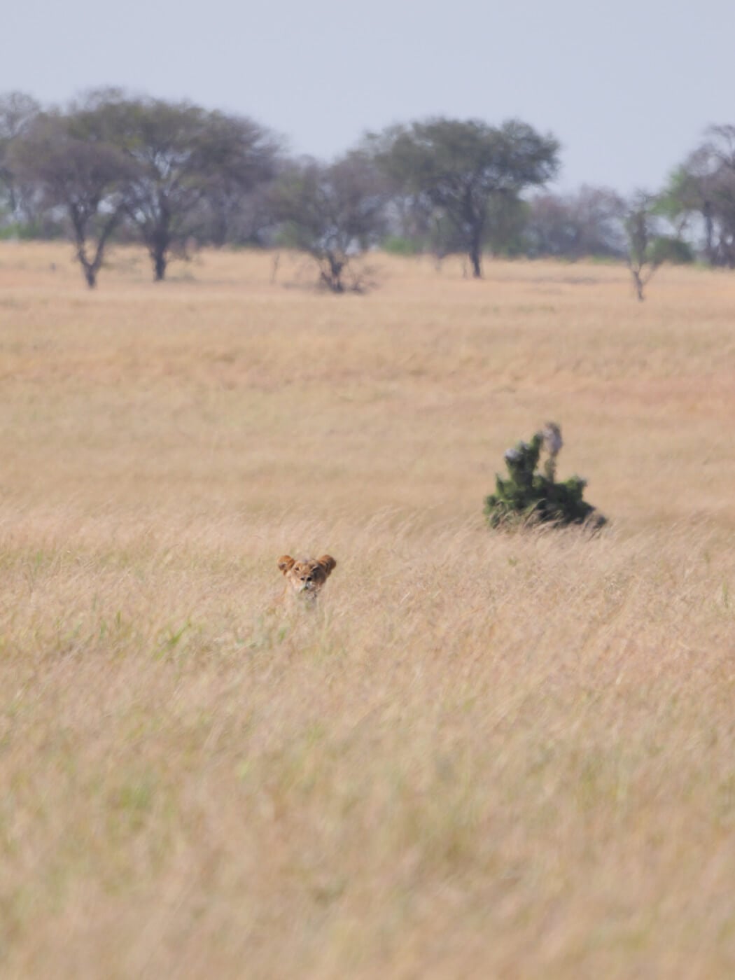 Lion hiding in tall grass. Danger of wildlife while camping.